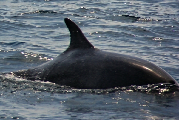 Delfin Flosse Rücken Meer Sporedo